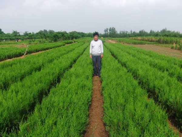 側(cè)柏苗種植基地